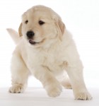 De speelse hond lag ziek op de grond