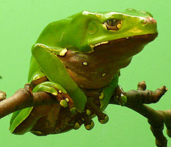 240px-Phyllomedusa_bicolor