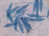 De Zapper Microsporum_canis_hulda_clack_zapper_sakshin