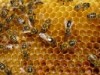Propolis, het natuurlijke antibioticum propolis_1