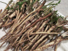 Cancer Cells Decompose After Several Days, With The Use of This Herb | World Truth.TV root-plant