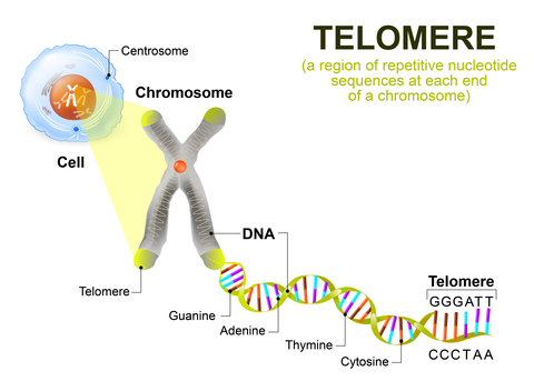 telomere carbon60